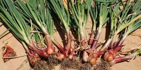 Porodični luk - sadnja i njega